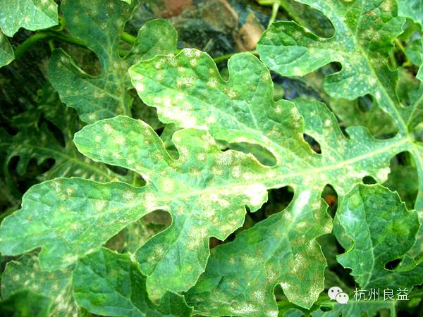 西瓜病虫害一本通表,西瓜红薯种植病虫害防治