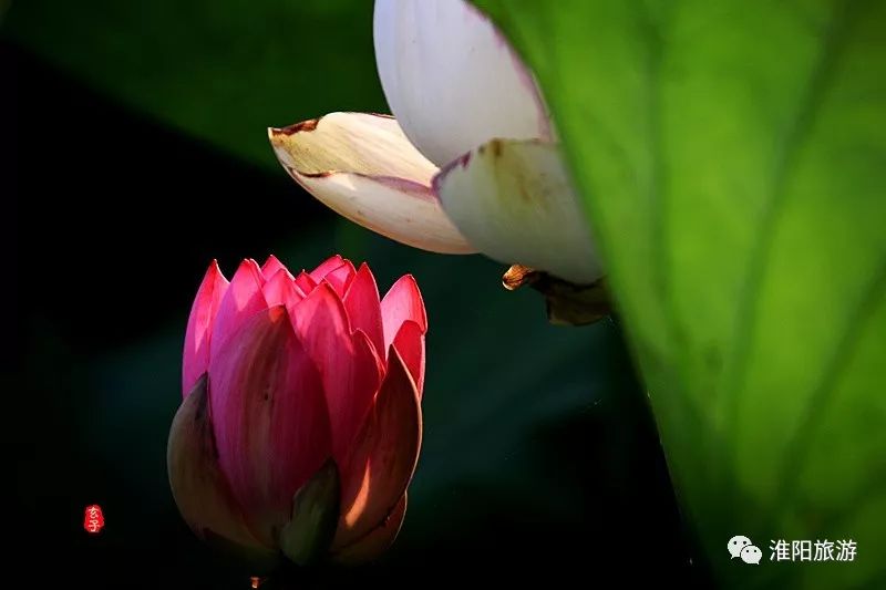 又见淮阳荷花香——唯美文章唯美荷，唯美视频唯美歌