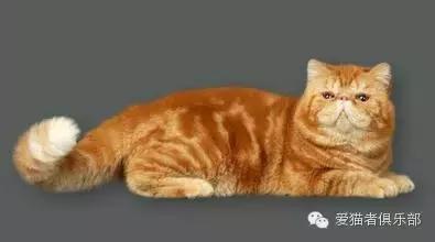 怎么区分加菲猫的品种,纯种加菲猫应该是什么颜色