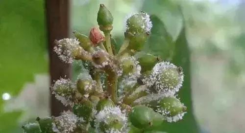 代森锰锌能治土壤板结吗,代森锰锌能防哪些病