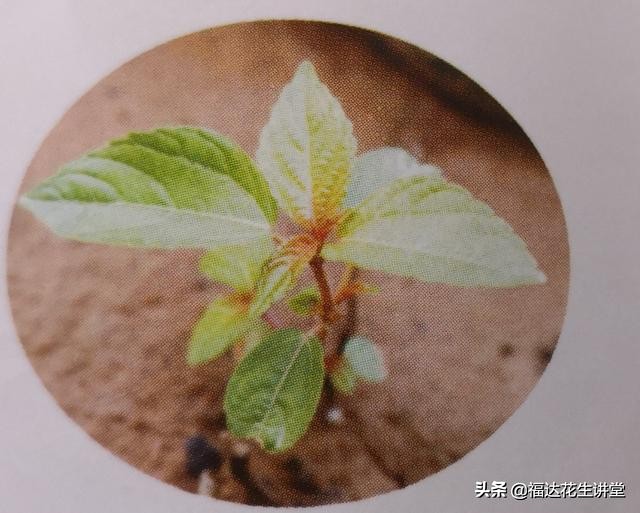 花生田杂草管理,花生田杂草有哪几种