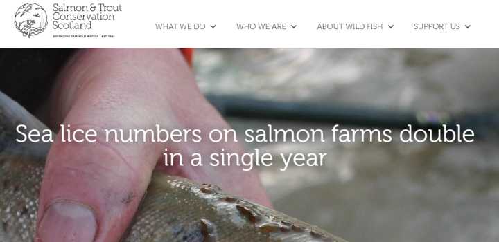 日本三文鱼寄生虫感染,三文鱼寄生虫能杀死吗