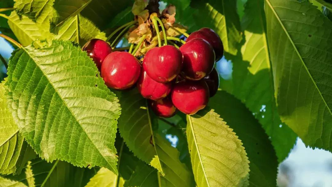 成都出发不到1h！3000多亩樱桃桑泡er随你摘，吃不饱算我输！