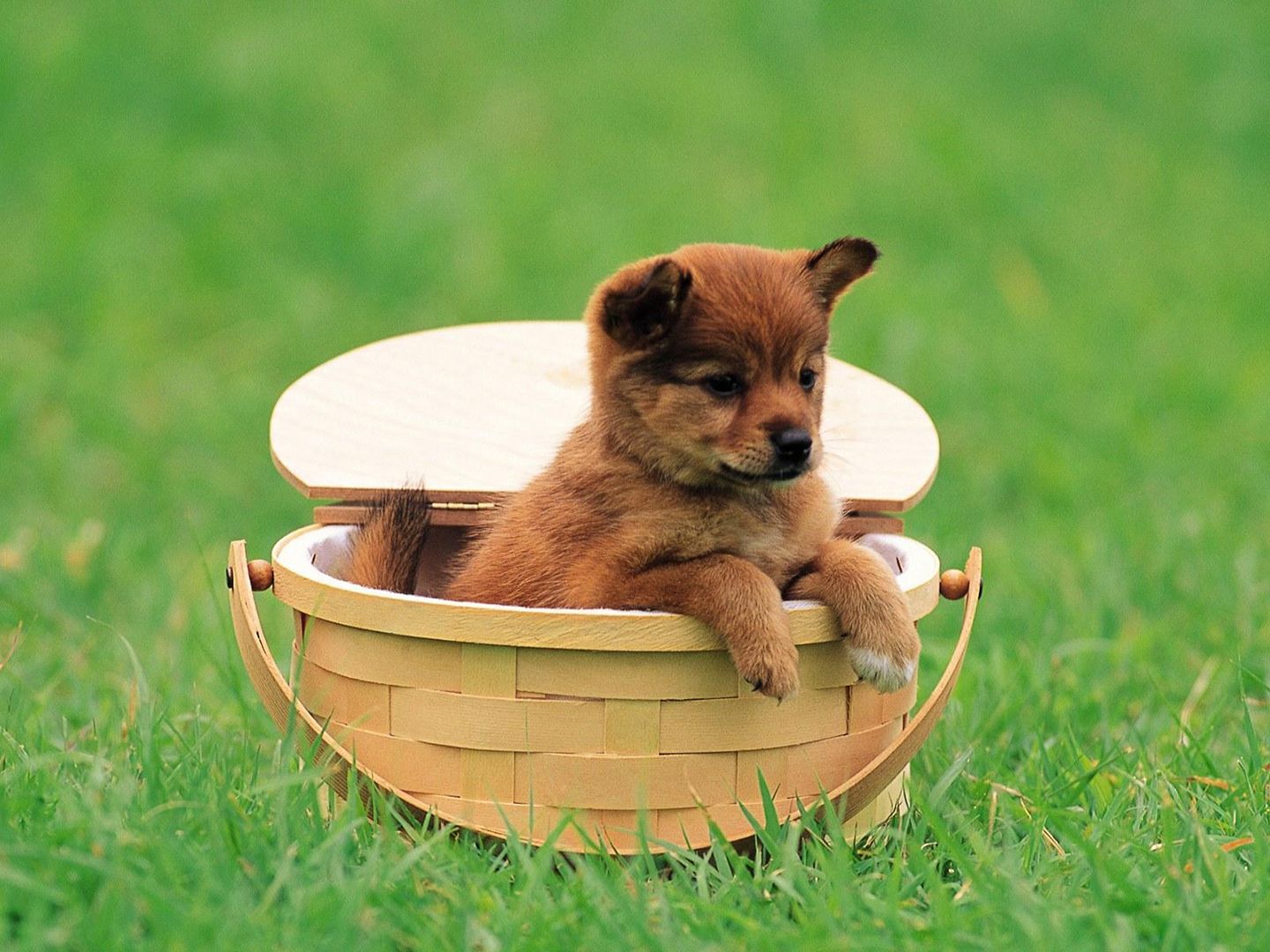 幼犬一旦出现5个表现离死就远了,幼犬容易出什么问题