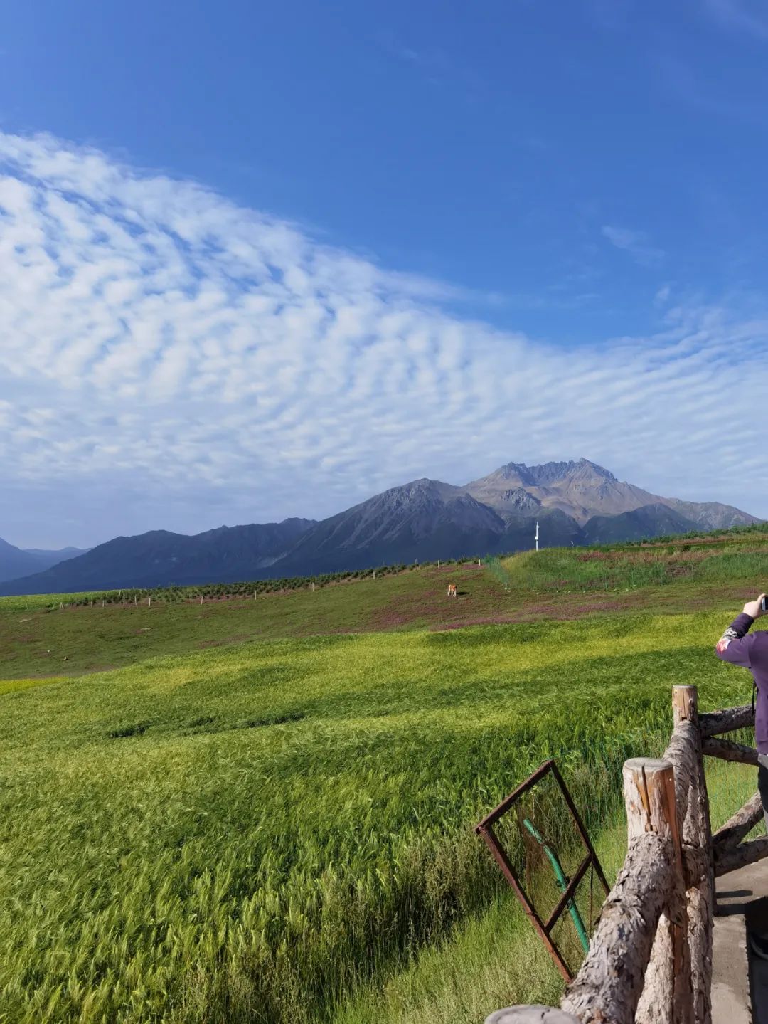 手机外置长焦拍摄效果,外出拍摄相机推荐