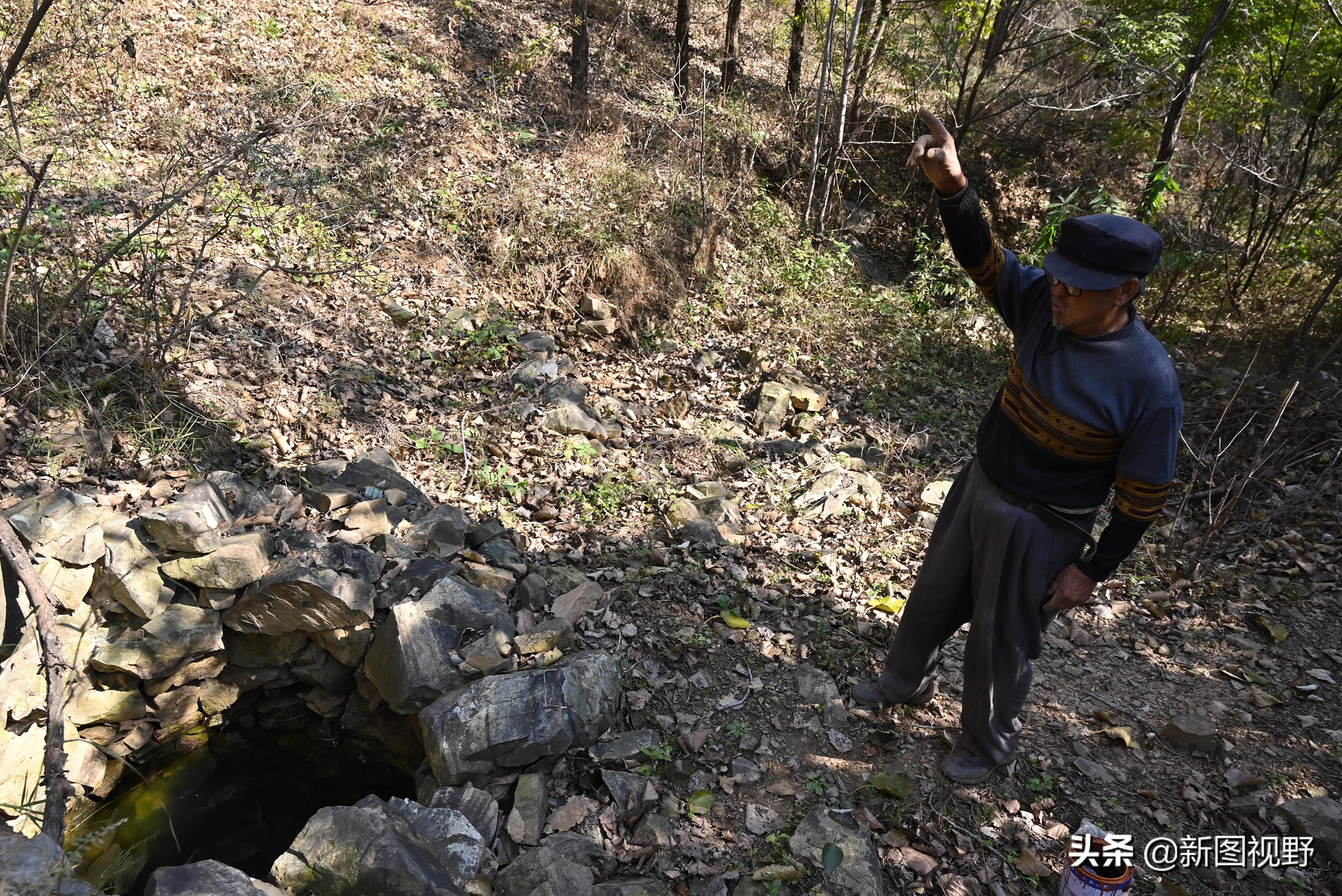 70岁老人养100条流浪狗,80岁老人独居深山养了两只鸟作伴