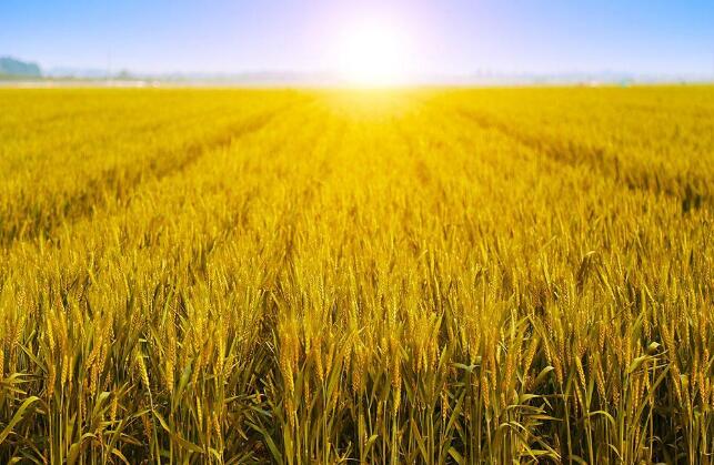 农村小投资创业,小焦创业在农村