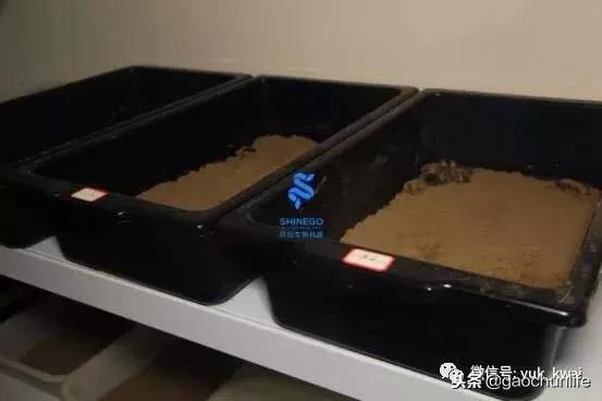 黄缘龟新手指南,怎么挑选黄缘龟