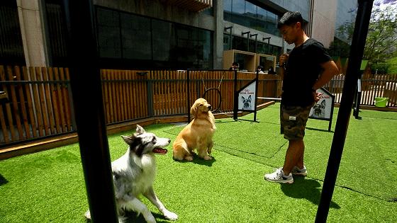 「椒霸霸×1CAKE」联名来啦！只要28.9元，和爱宠共享悠然午后