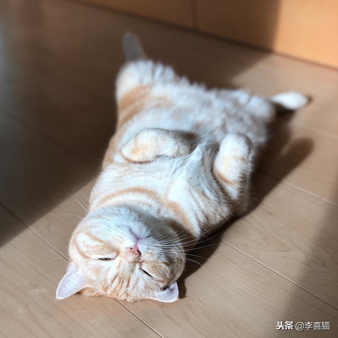 怎么让猫咪学会习惯穿衣,让猫咪在室内快乐生活的小窍门