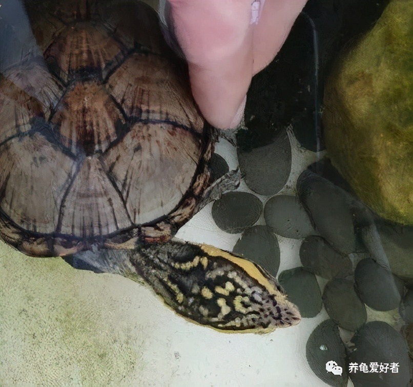 网上买龟店铺推荐,买龟在哪个网站买最靠谱实惠