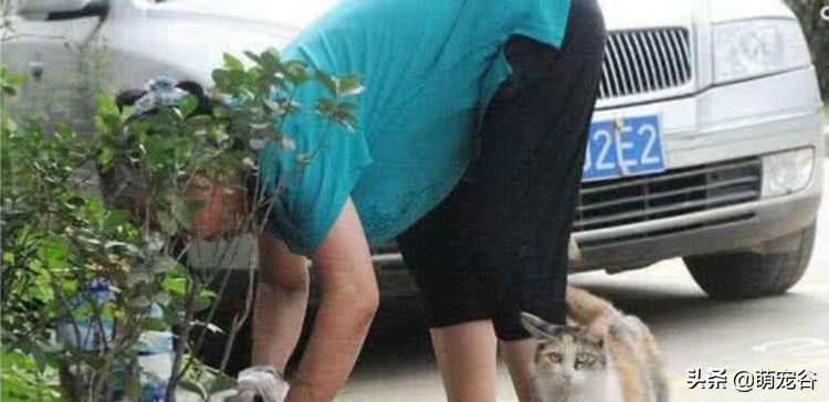 小奶猫死在母猫面前,小奶猫意外死亡猫妈妈苦苦哀求