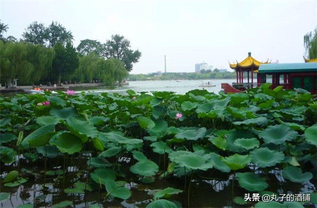 活动赏荷观光让你沉醉在这个夏天,这个夏天来苏州赏荷吧