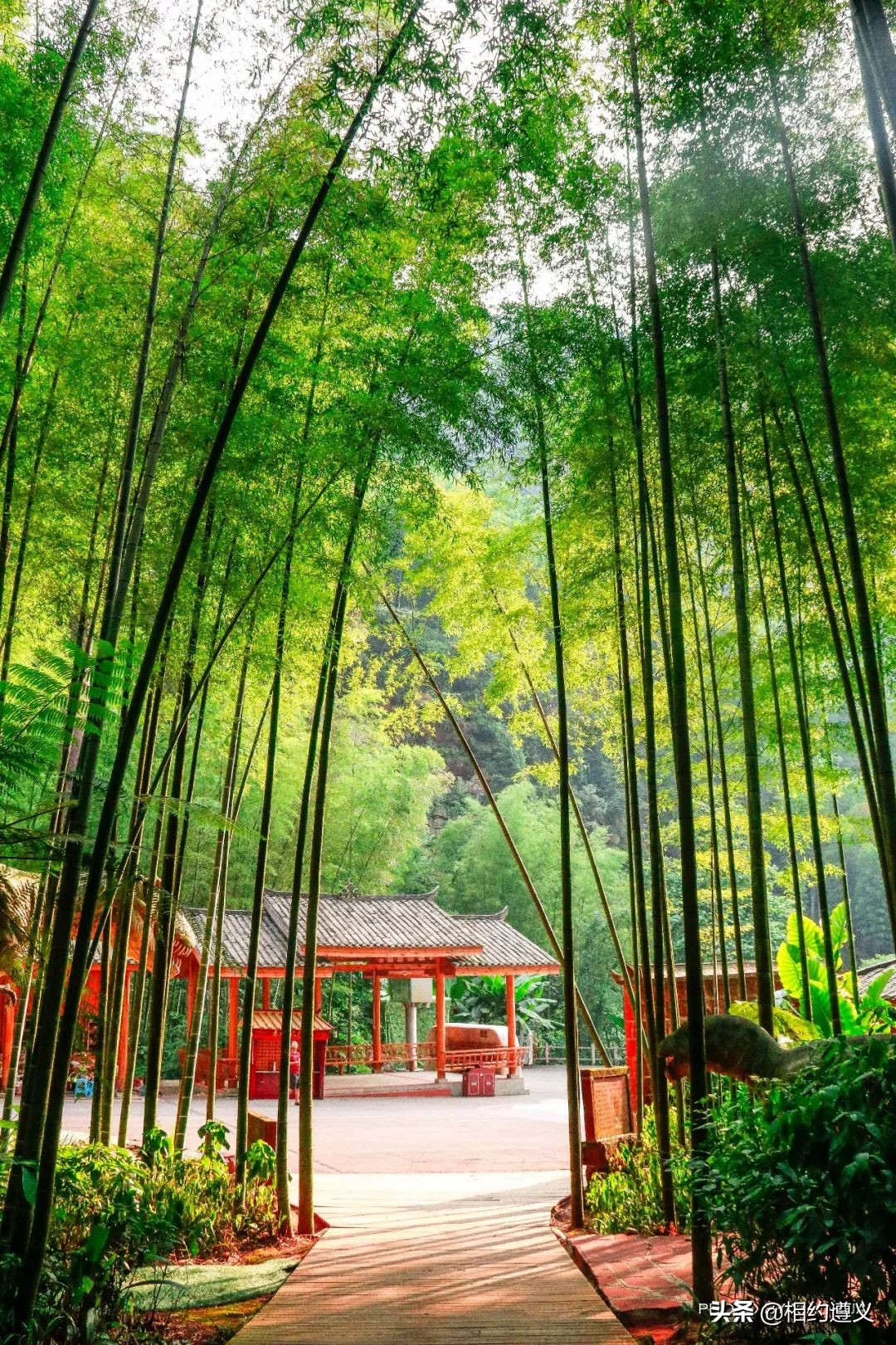 赤水大瀑布 侏罗纪公园 (世界唯一保留的侏罗纪原始公园)