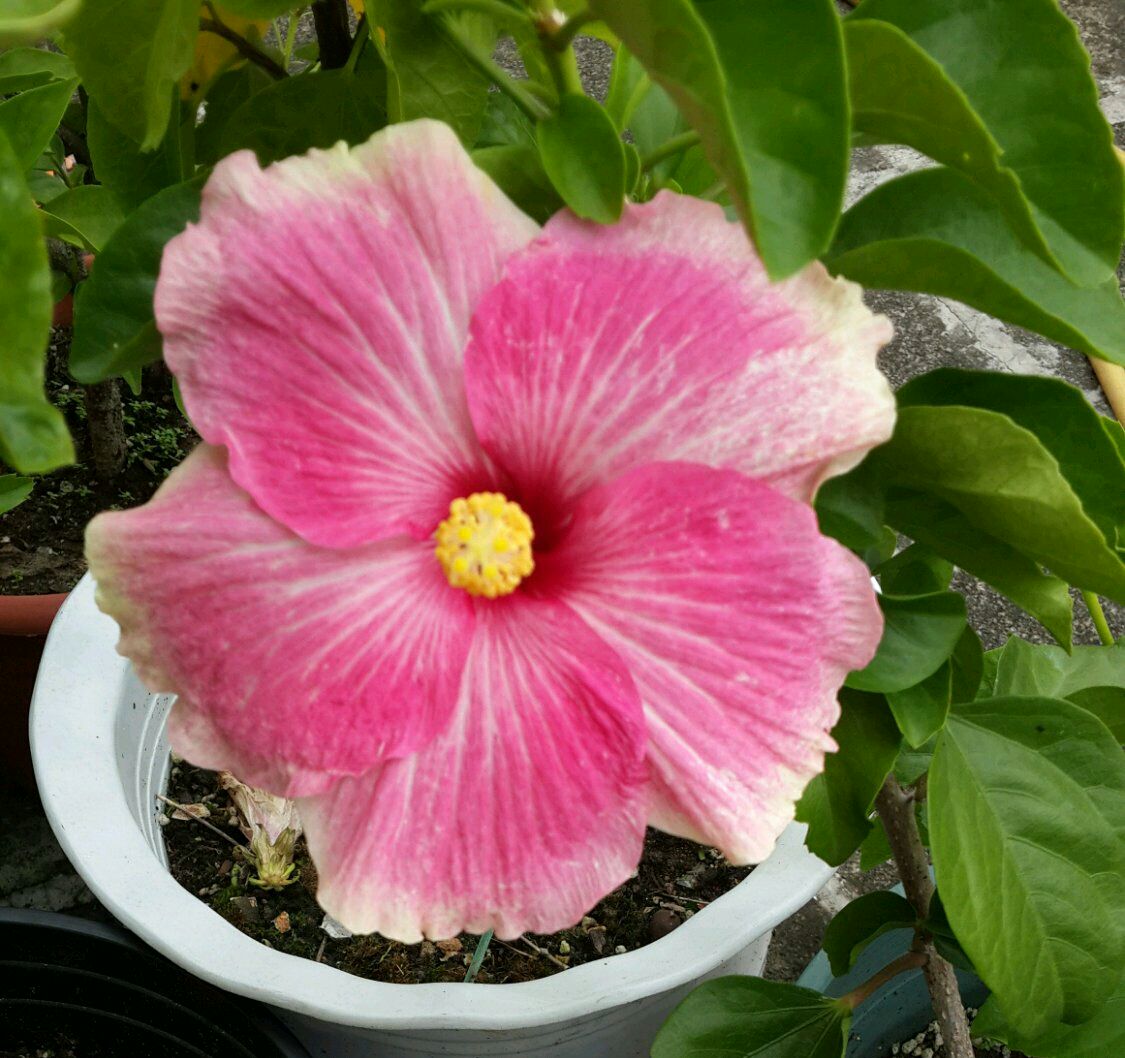 扶桑花叶黄花苞脱落怎么回事,刚买一个星期的花叶子全掉了