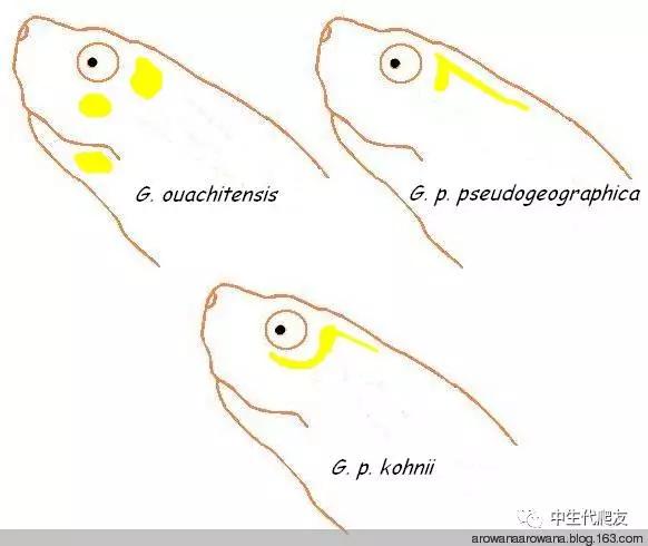 正宗的地图龟,史上最差的地图龟