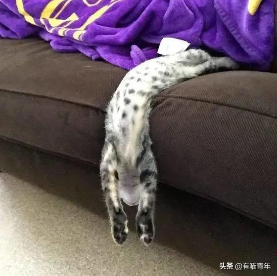 众所周知猫是液体吗,众所周知猫都是液体