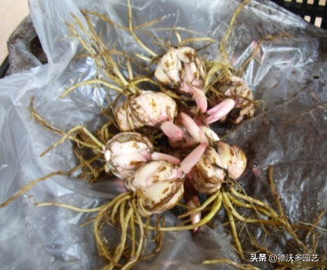 食用百合什么时候种植最好,兰州百合地栽种植详细方法