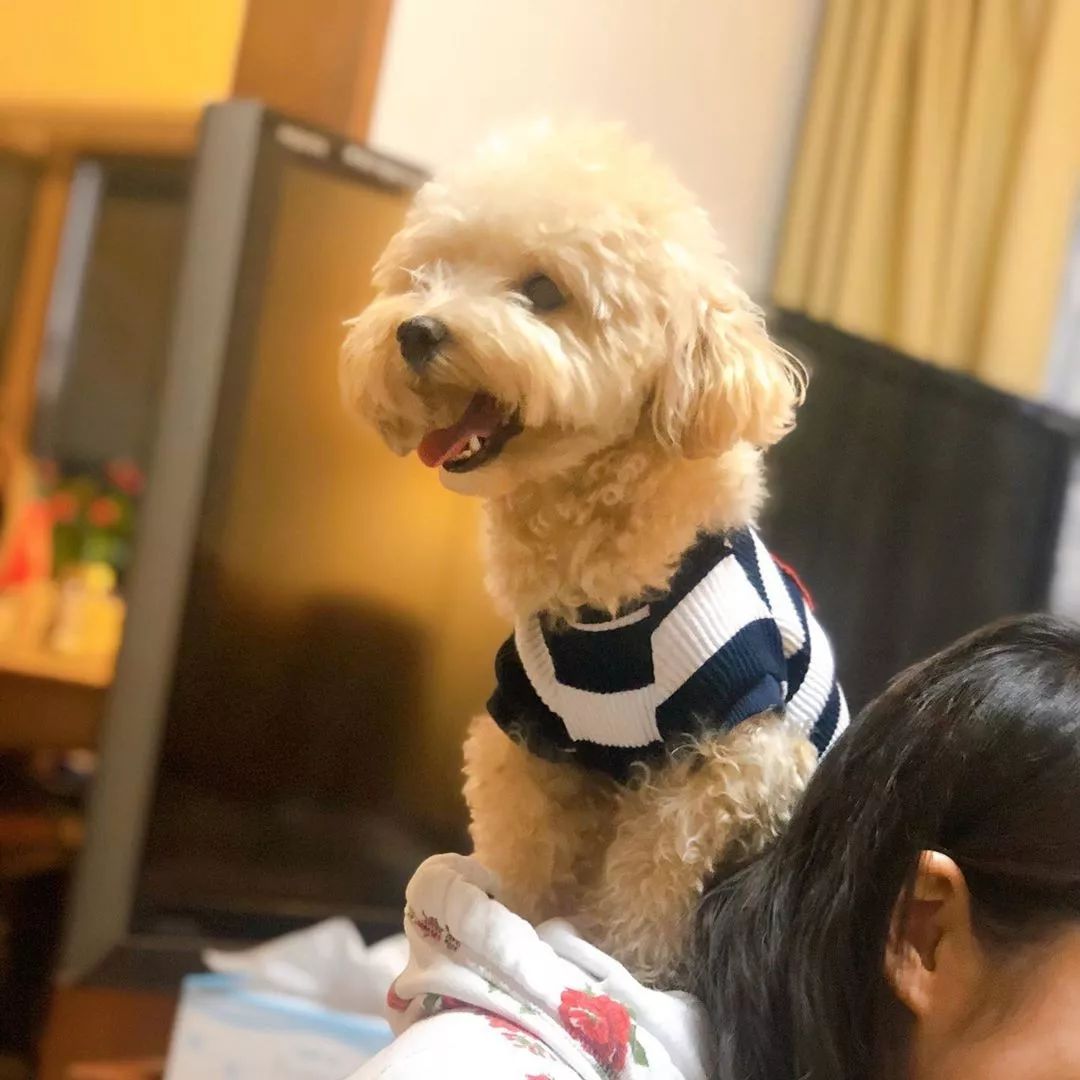 养了这么多狗狗老了都送哪去了,养了这么多年的狗都会心疼