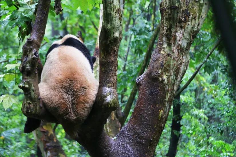 贡嘎山的徒步,贡嘎雪山大环线徒步游记