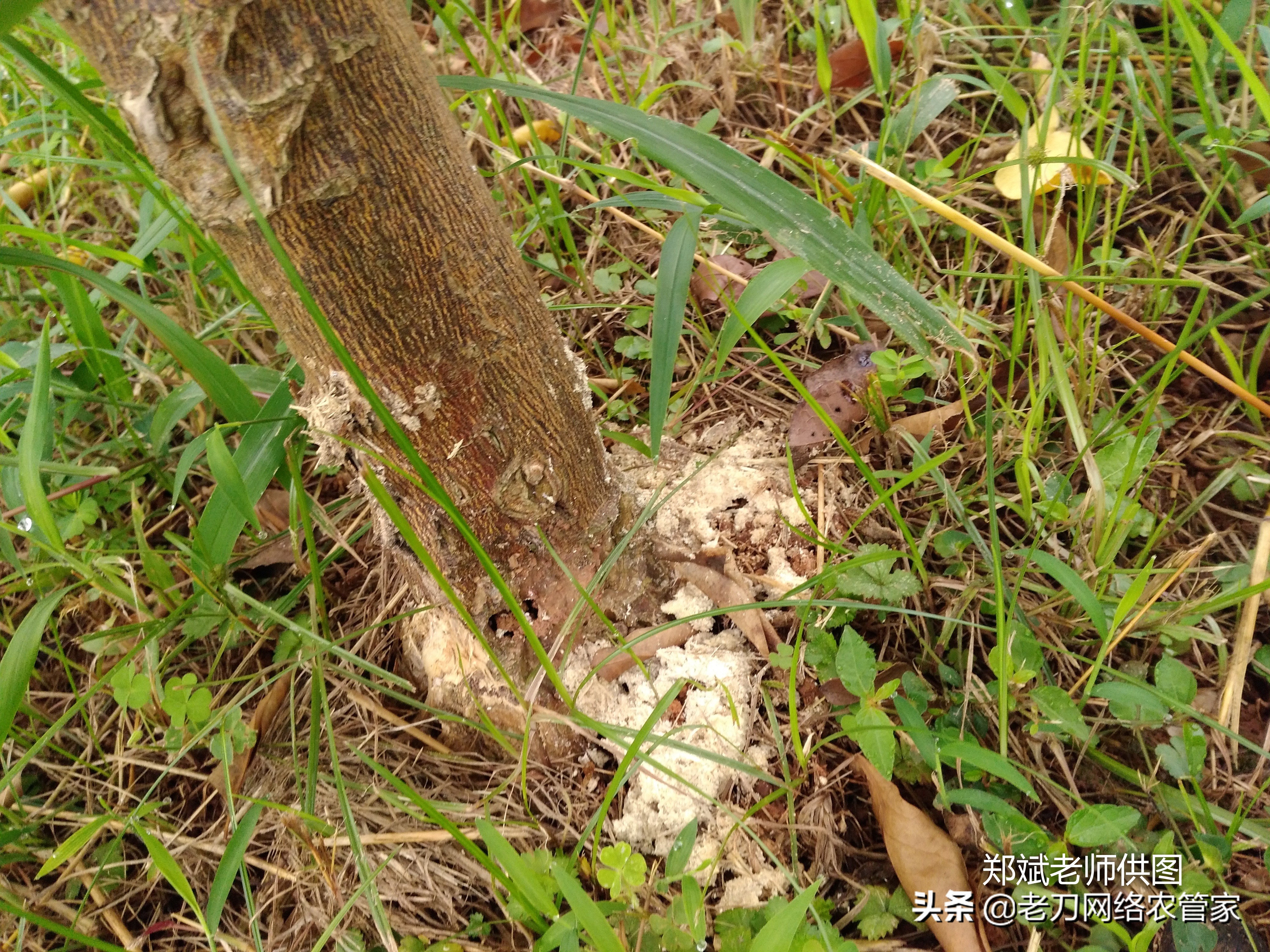 柑橘树体内的天牛什么时候防治,氯氰敌百虫治柑橘树干上天牛