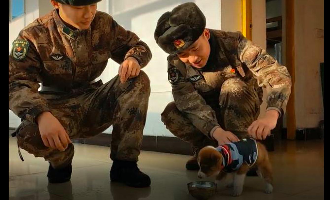 一只流浪狗被士兵救了电影,一只被救的小狗