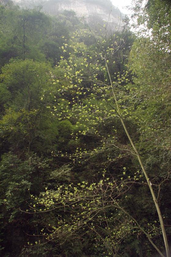 神龙峡：幽谷深深隐桃源