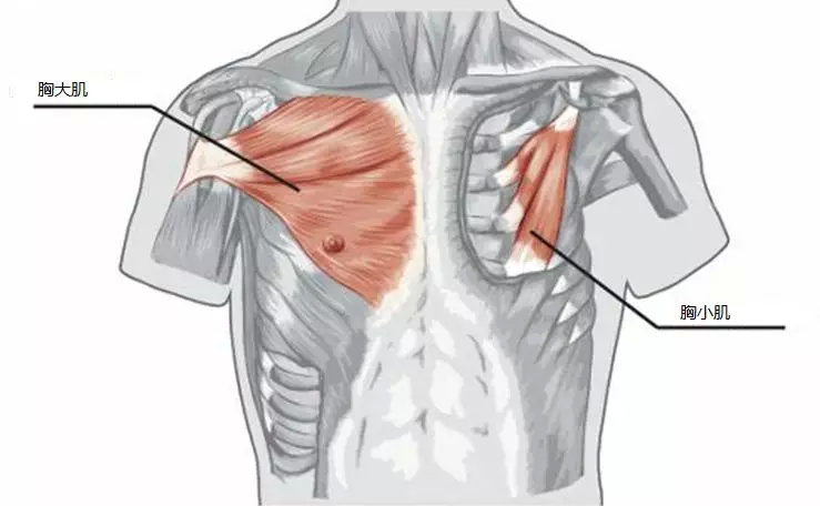 内衣带一直掉为什么,无肩带内衣总是往上滑怎么办