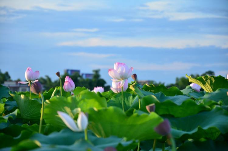 三句与荷花有关的诗句,关于荷花的优美诗句古诗