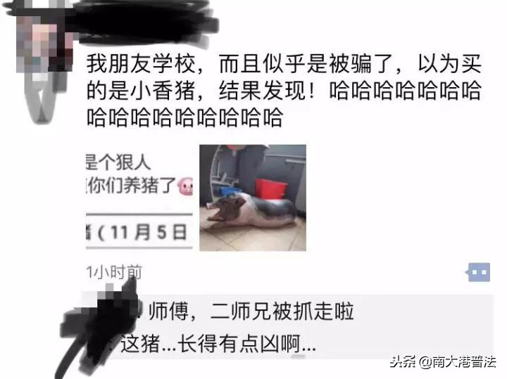 大学宿舍养狗什么处分最严重,大学生在宿舍养猪被通报批评