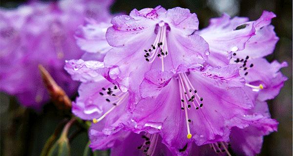 西岭雪山避暑就去西岭雪山,西岭雪山冬季两天一夜攻略