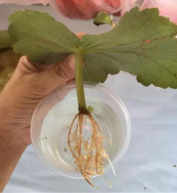 这6种花给点水就爆盆懒人必备,插枝最好养的四种花