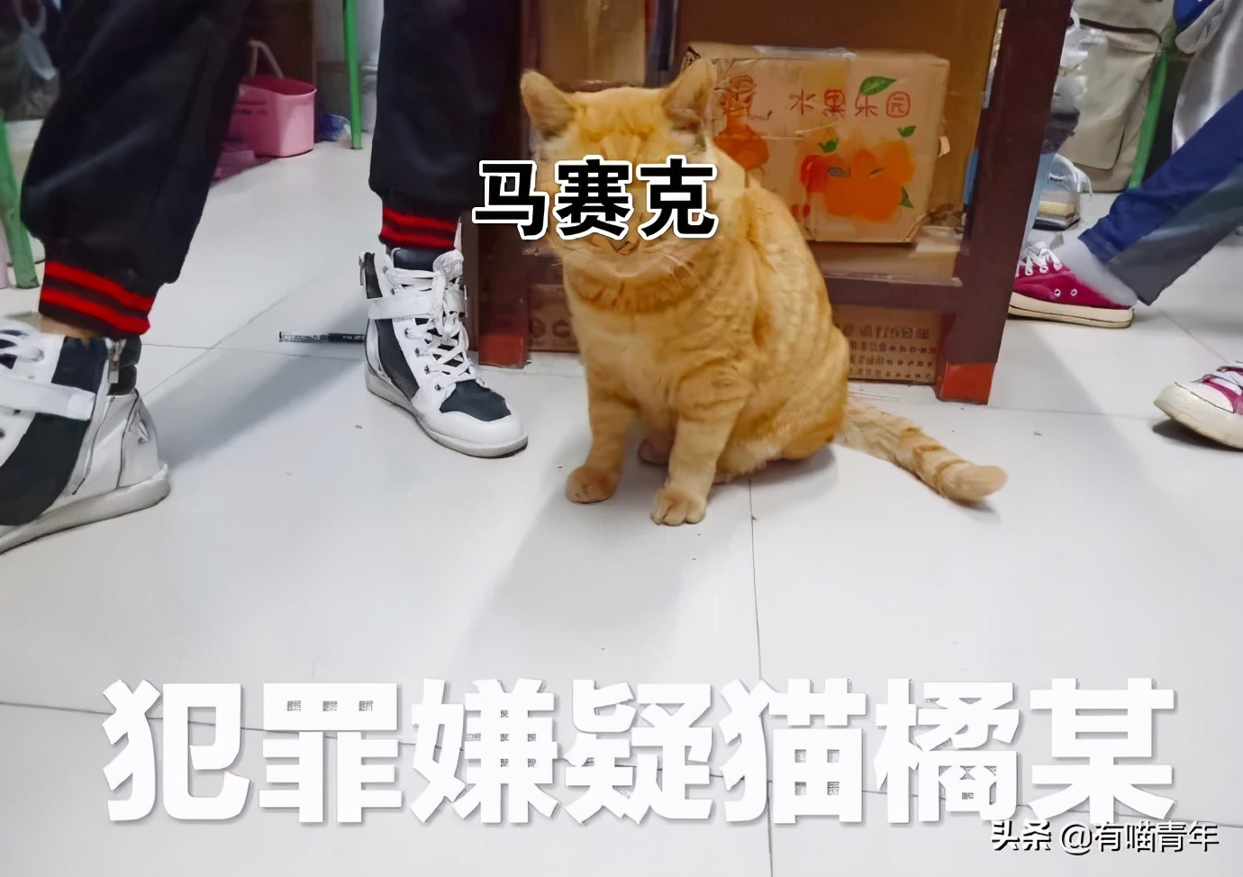 北大猫咪图鉴,中国人民大学猫咪图鉴