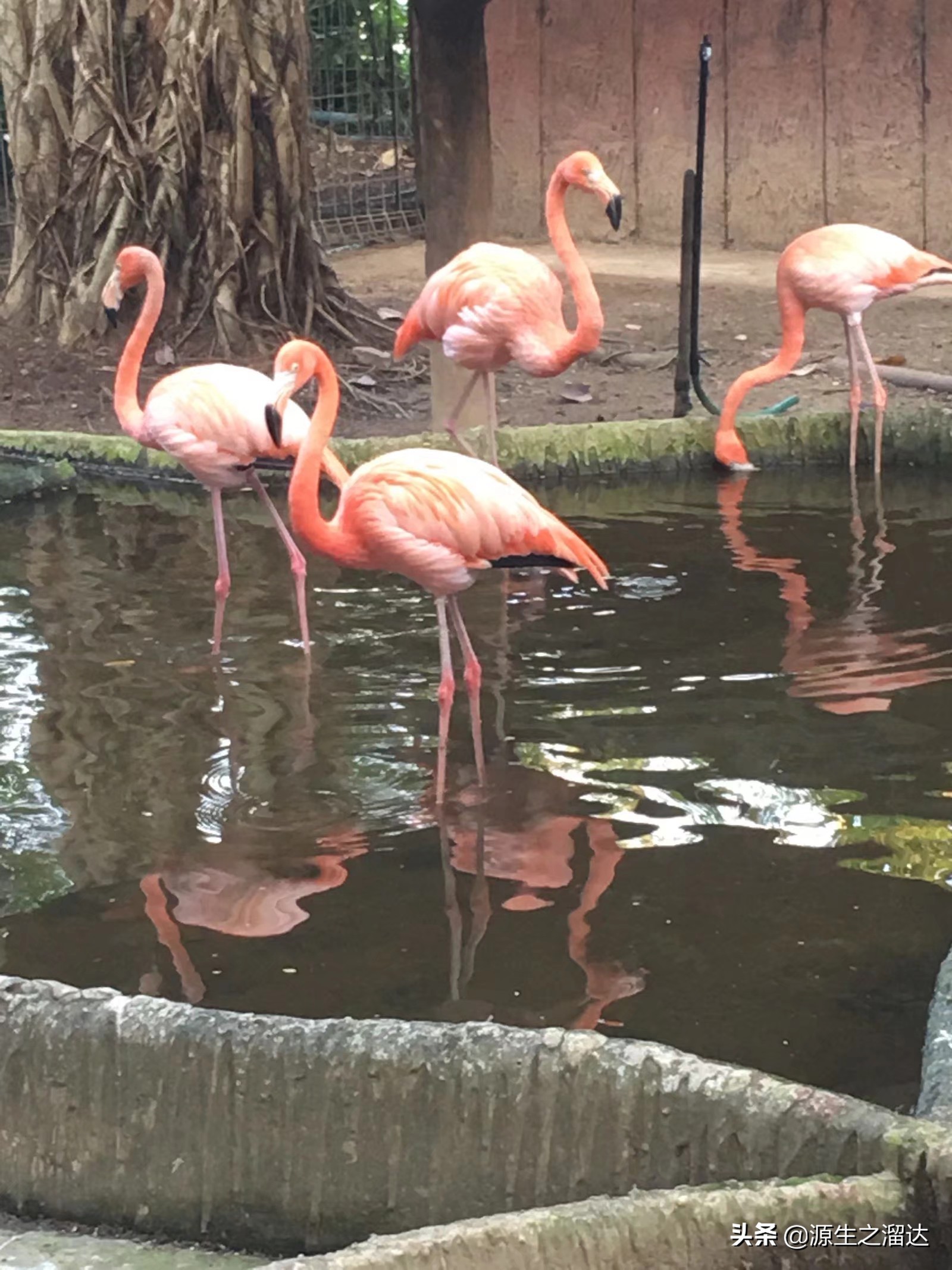 回忆一下去泰国的留影,去泰国旅游留影