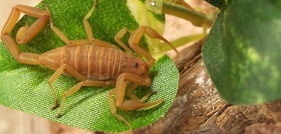 五毒之首蝎子到底有多强,五毒大蝎子有哪几种