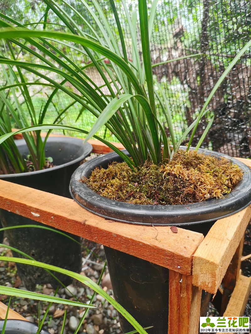 兰花是喜湿还是喜干怎么浇水,湿植料种兰花要马上浇水吗