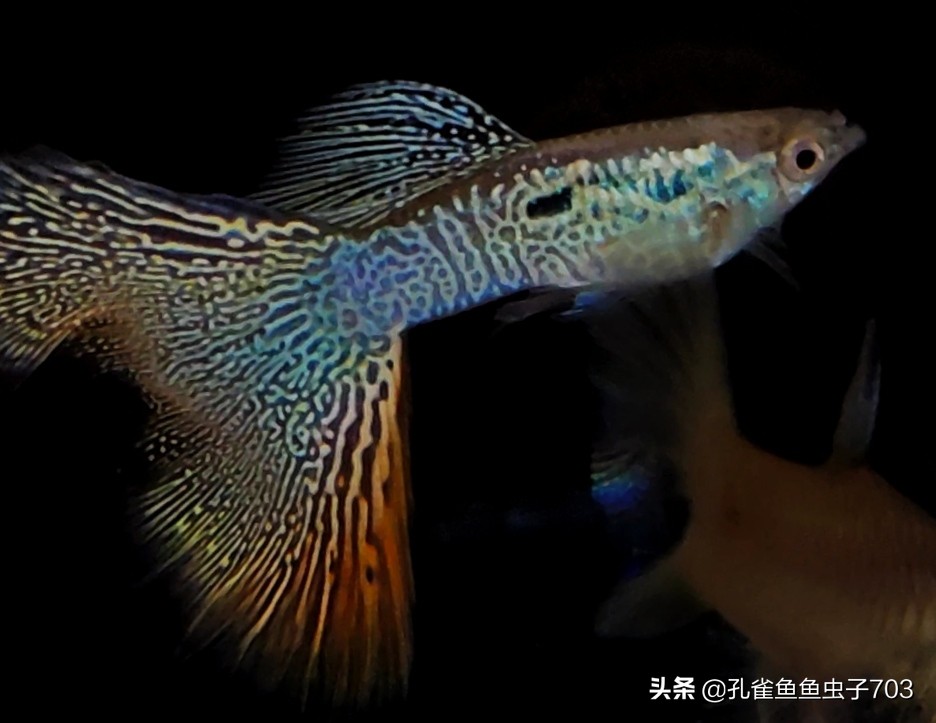 了解孔雀与傣族,了解孔雀视频