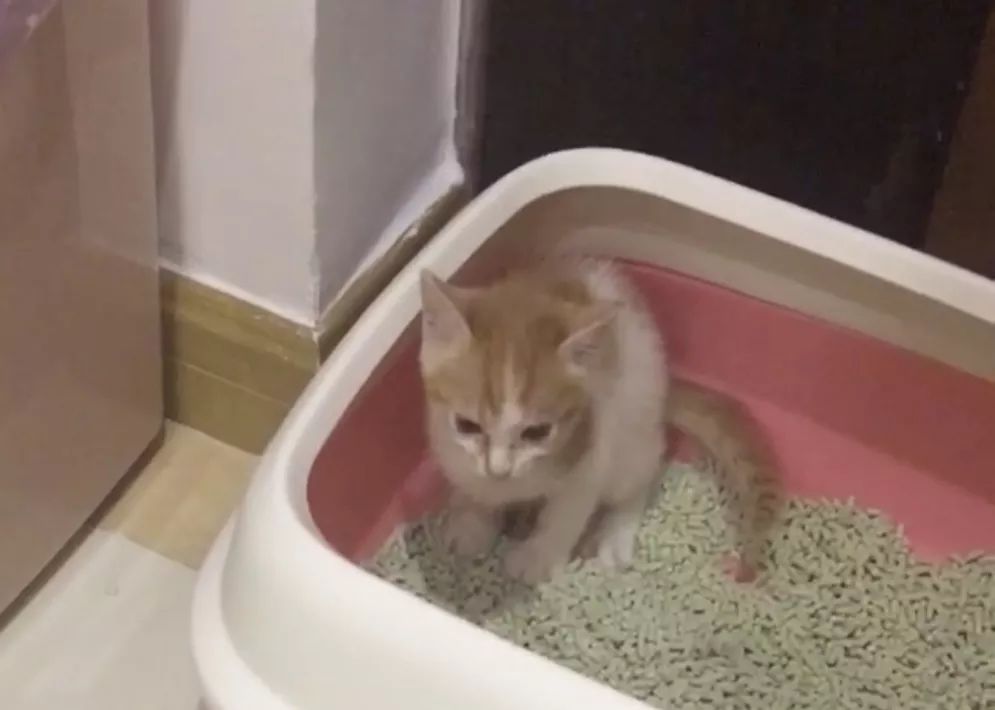 猫咪便秘怎么办教你一招解决,猫咪便秘大便干燥怎么解决