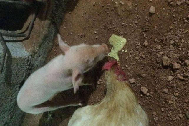 三天仔猪呕吐是什么原因,仔猪接种伪狂犬疫苗呕吐怎么回事