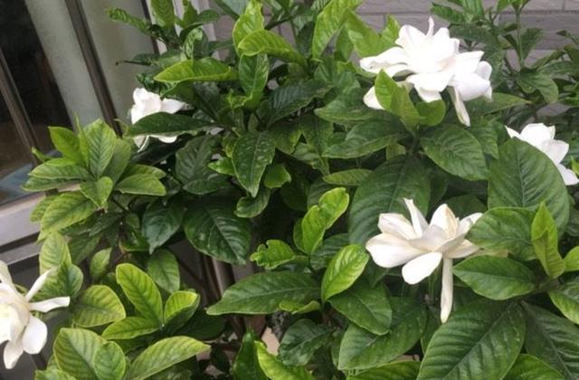 栀子花持续黄叶的原因及处理方法,栀子花黄叶的原因及其处理方法