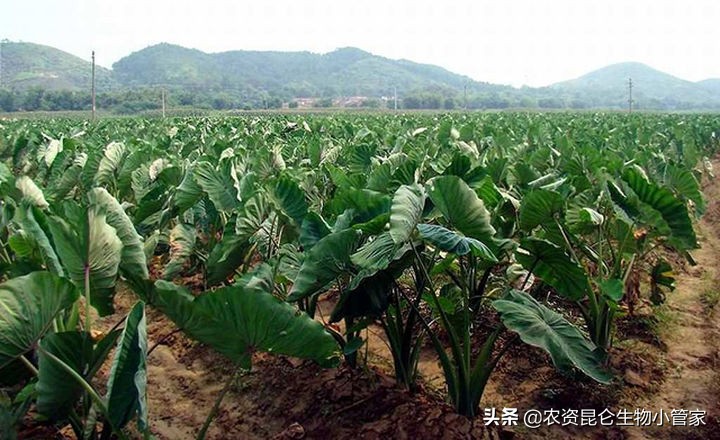 芋头根腐病用药配方,芋头根腐病根治方法