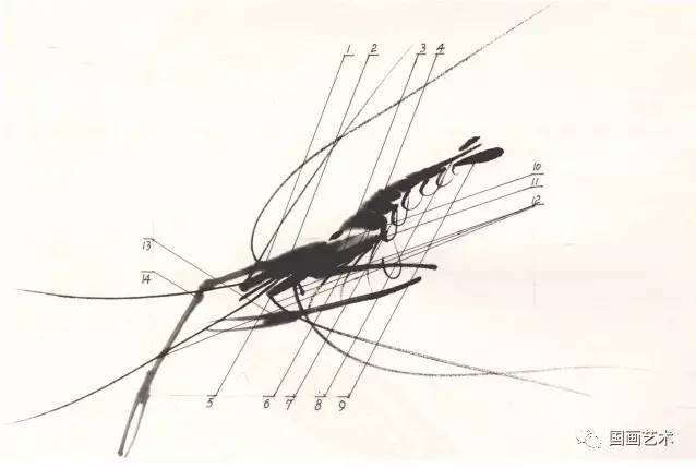 国画用胶矾水画虾技法,娄师白画虾技法视频
