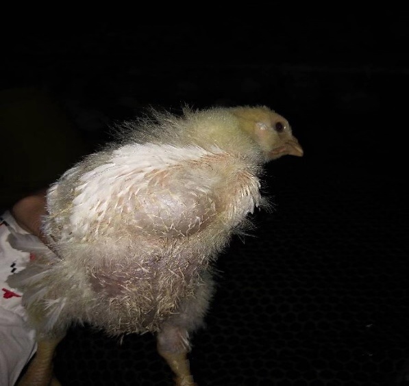 蛋鸡嗉囊炎怎么治疗,鸡嗉囊肿胀怎么彻底解决