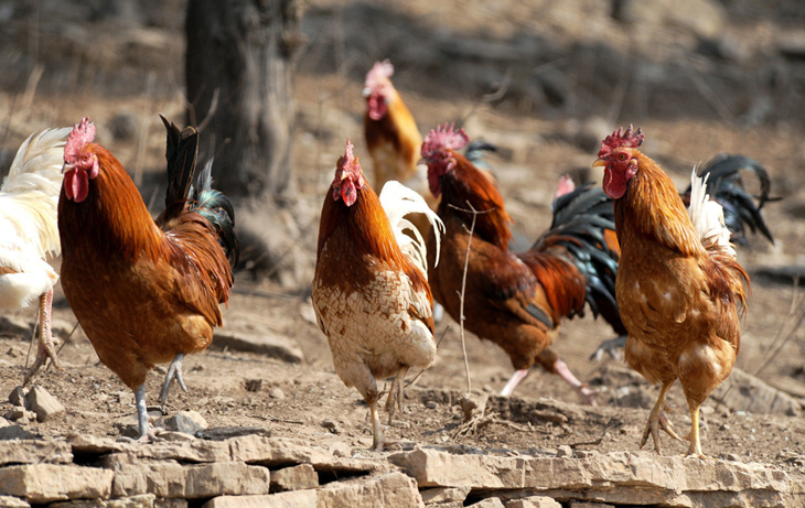 大户养鸡的技术和方法,养鸡怎么防黄鼠狼