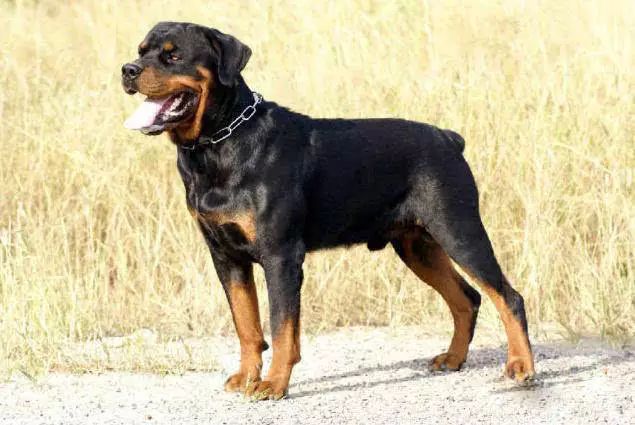 72种名犬分类介绍及图片,72种名犬及图片