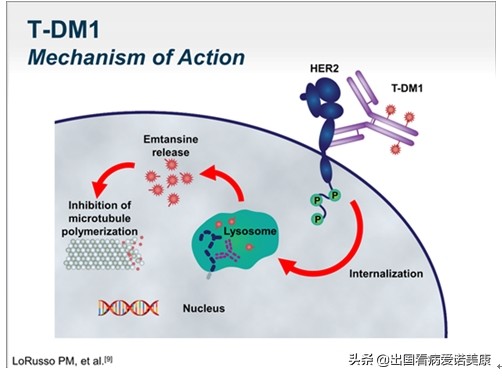 美国肺癌基因突变哪种最多,肺癌基因未突变吃什么药