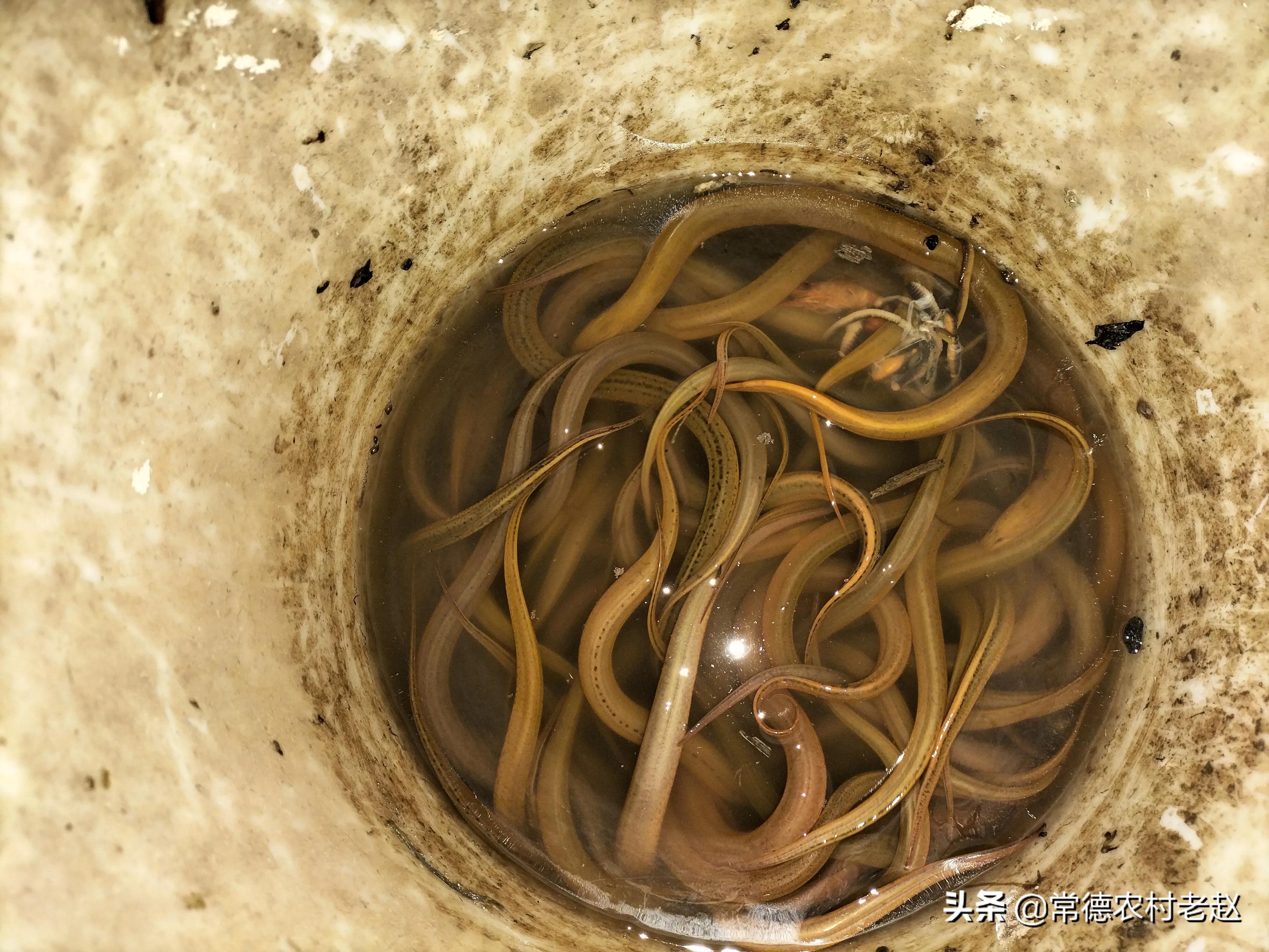 黄鳝怎样逮才能暴富,用什么饵料捕捉野生黄鳝最好