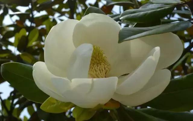 一次性摘各种各样的水果,一次性种很多草莓会怎么样