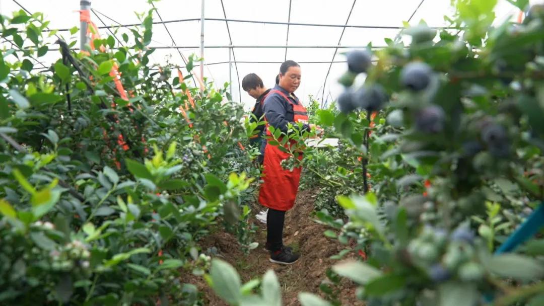 “莓”你不行！这里的“水果皇后”熟啦