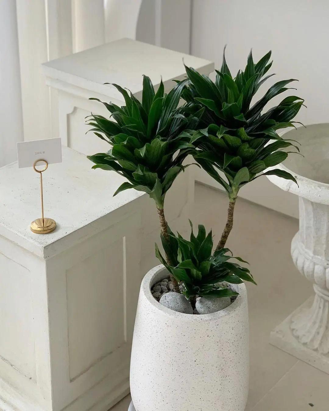 ins十大网红绿植,ins网红绿植大全